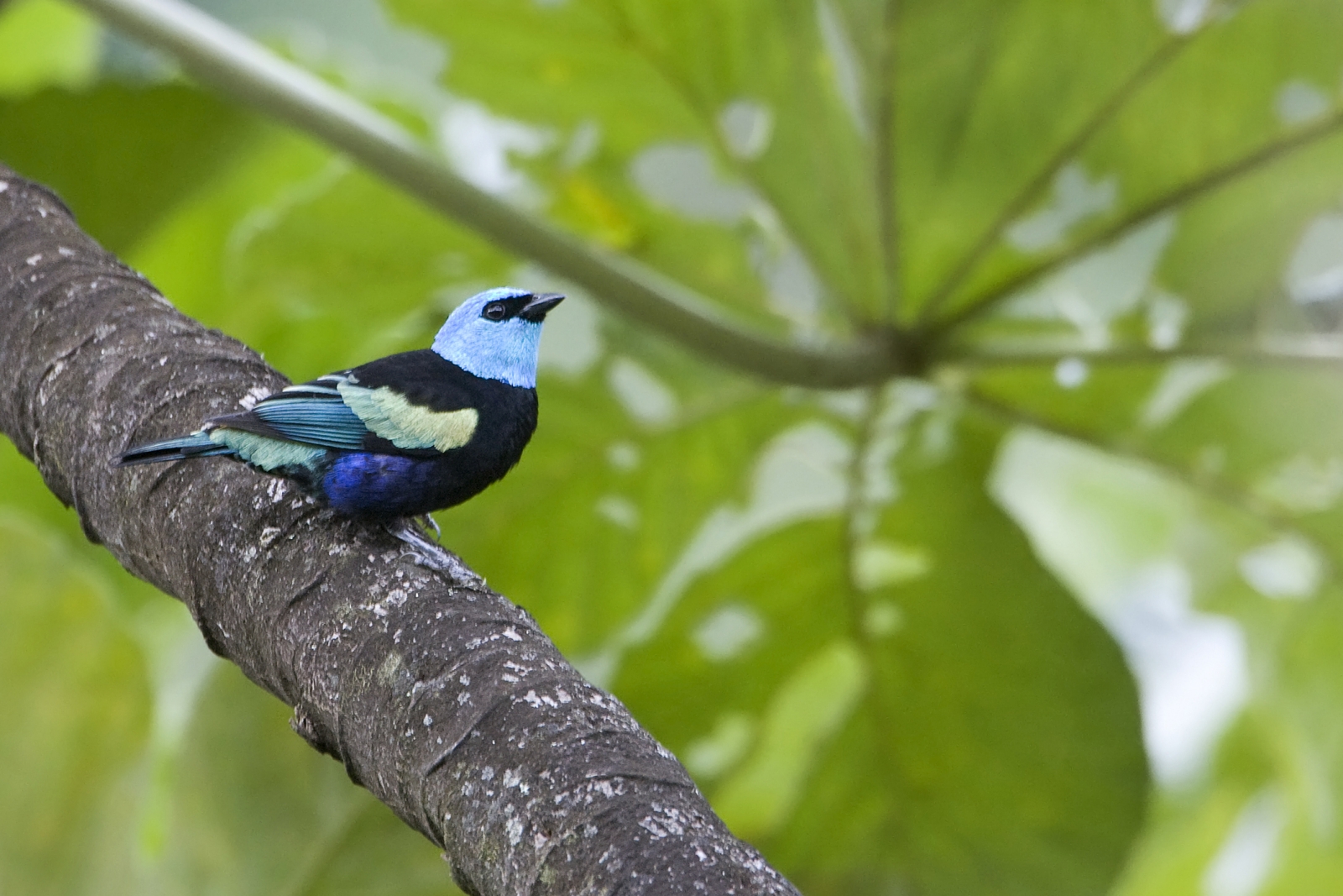 Masked Tanager. Daniel Alarcón