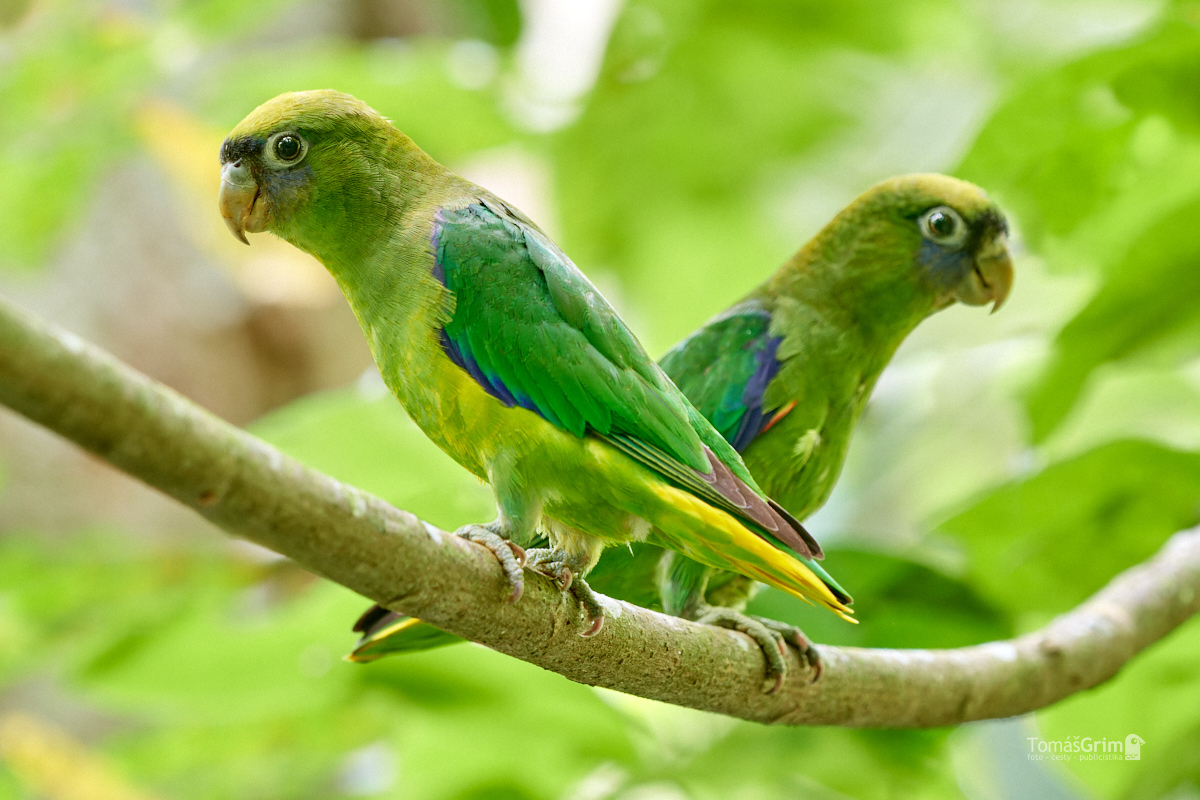 _SADIRI_TG_BOL7390_Touit huetii-NEF_DxO_DeepPRIMEXD (1)