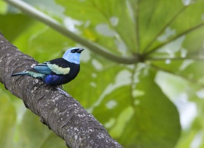 Masked Tanager. Daniel Alarcón