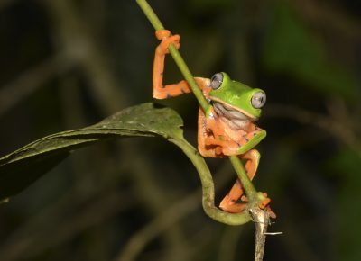 Phyllomedusa-tomopterna
